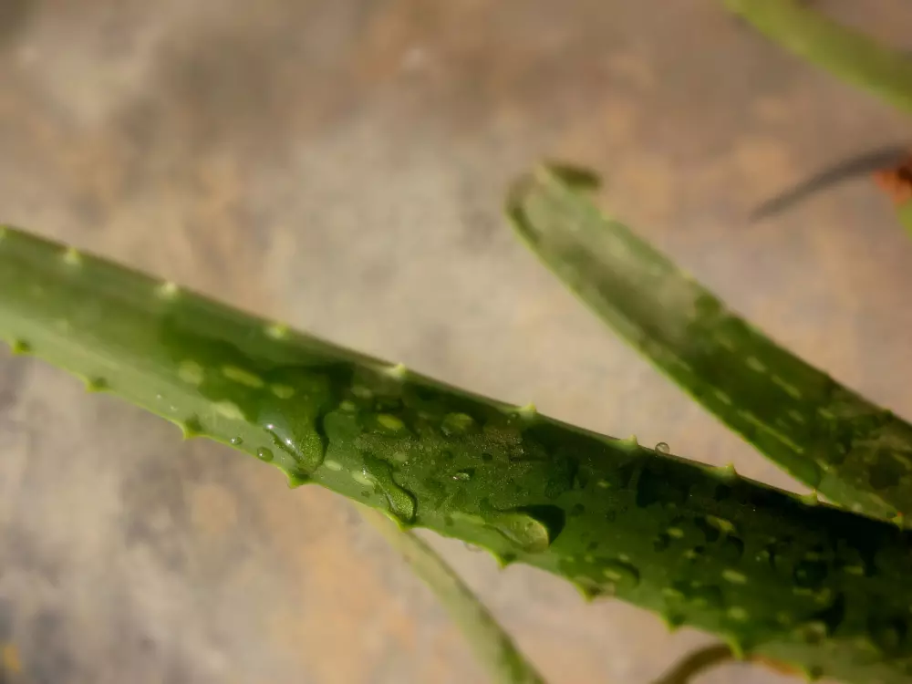 Eine Nahaufnahme einer grünen Pflanze mit Wassertropfen