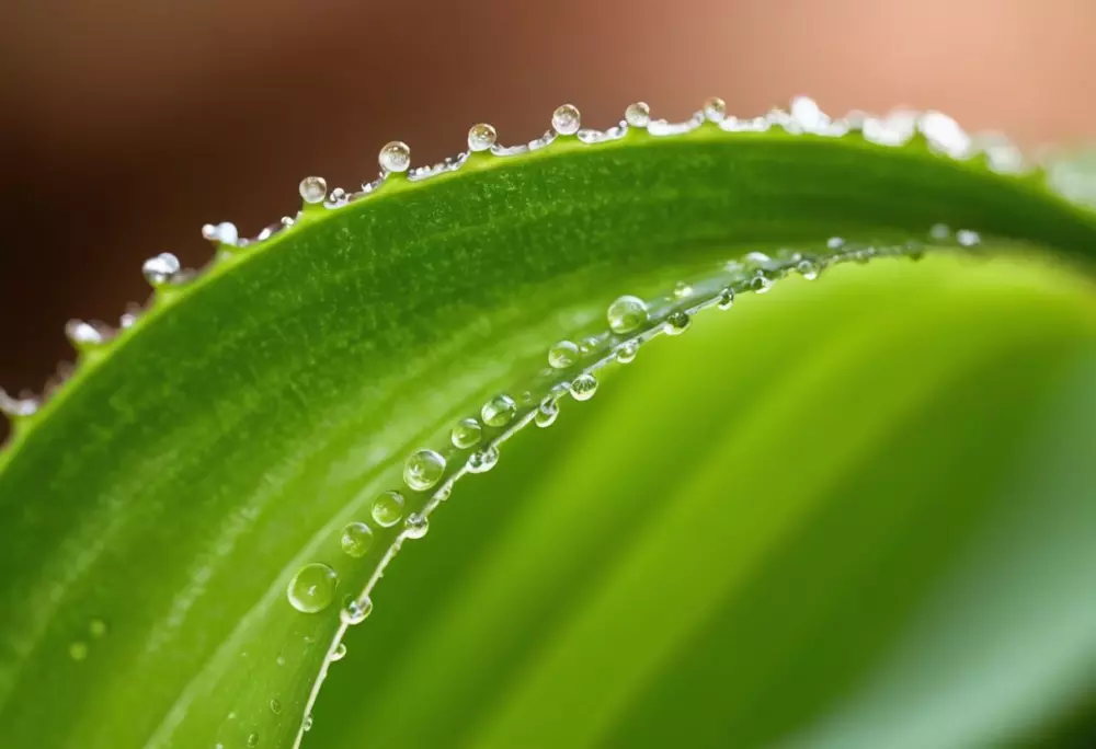 Nahaufnahme eines Aloe Vera-Blattes, das ausgedrückt wird, um Gel zu extrahieren, wobei der Fokus auf dem austretenden Gel liegt, in einer sauberen und hellen Umgebung, die von natürlichem Tageslicht beleuchtet wird. Fotografie, aufgenommen mit einem Makroobjektiv, um die Textur des Aloe Vera-Gels zu betonen.
