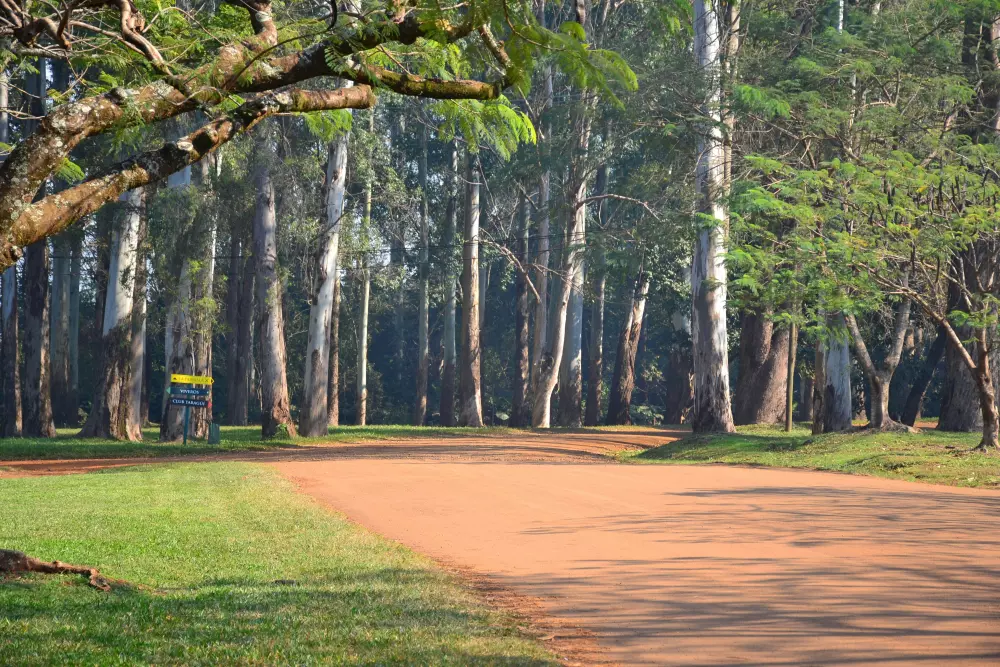 Ein Feldweg mitten in einem Wald