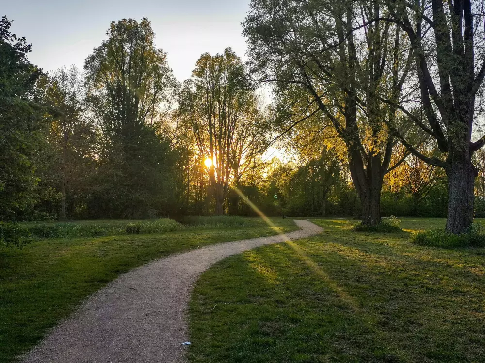 un camino en un parque con árboles y césped