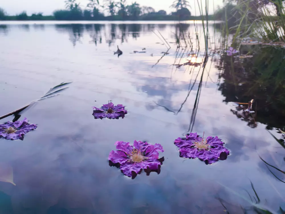 Eine Gruppe von lila Blumen, die auf der Oberfläche eines Sees schwimmen