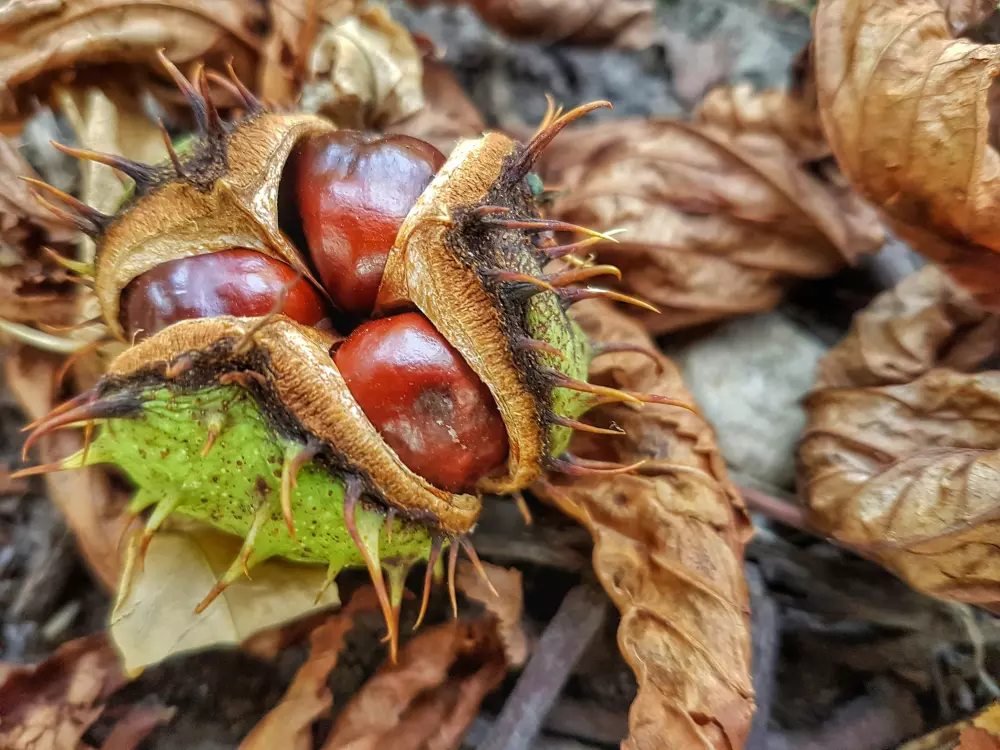 Eine Nahaufnahme von einer Menge Obst auf einem Blatt
