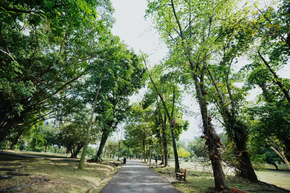 Eine asphaltierte Straße umgeben von Bäumen in einem Park