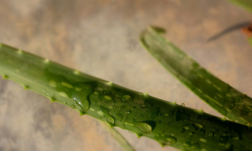 aloe vera gel pigmentation Aloe Vera Gel for smooth, hydrated and even-toned glowing skin  House Of  Beauty India