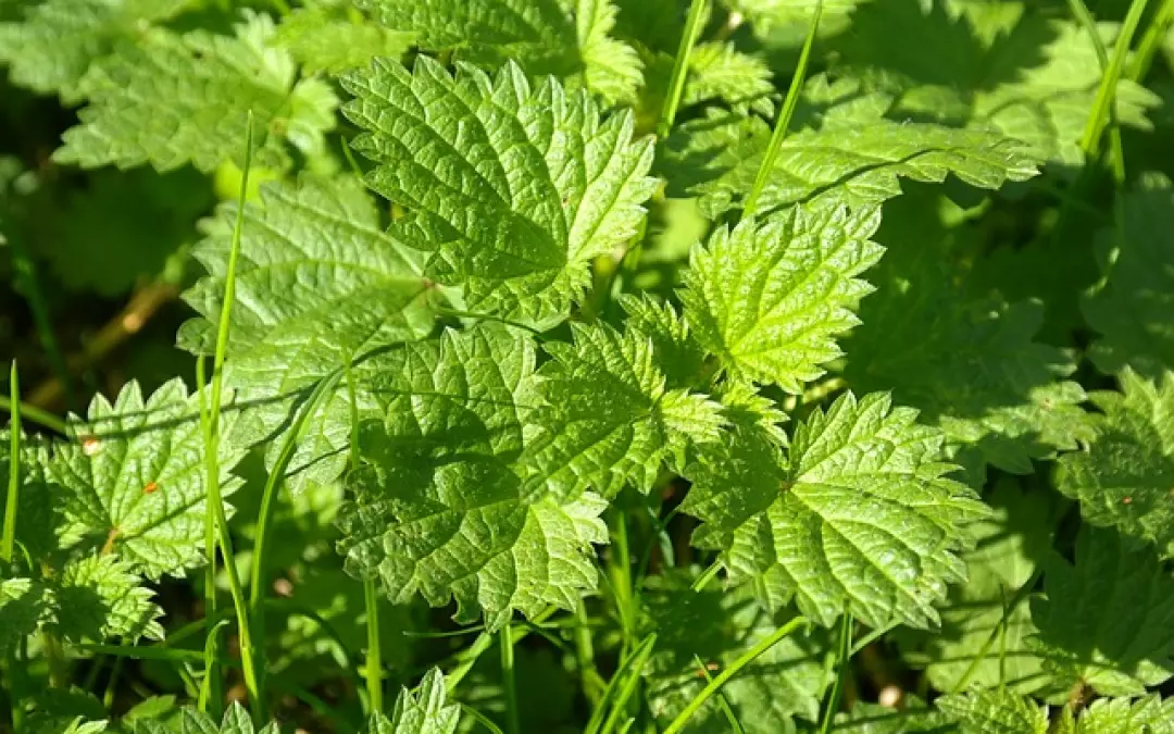 Mit Gartenkr&auml;utern zur schlanken Sommerfigur