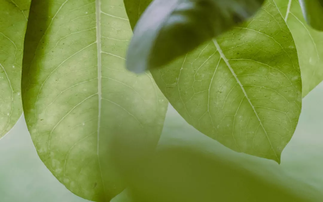 Besenreiser durch &Uuml;bergewicht: Ursachen und Pr&auml;vention