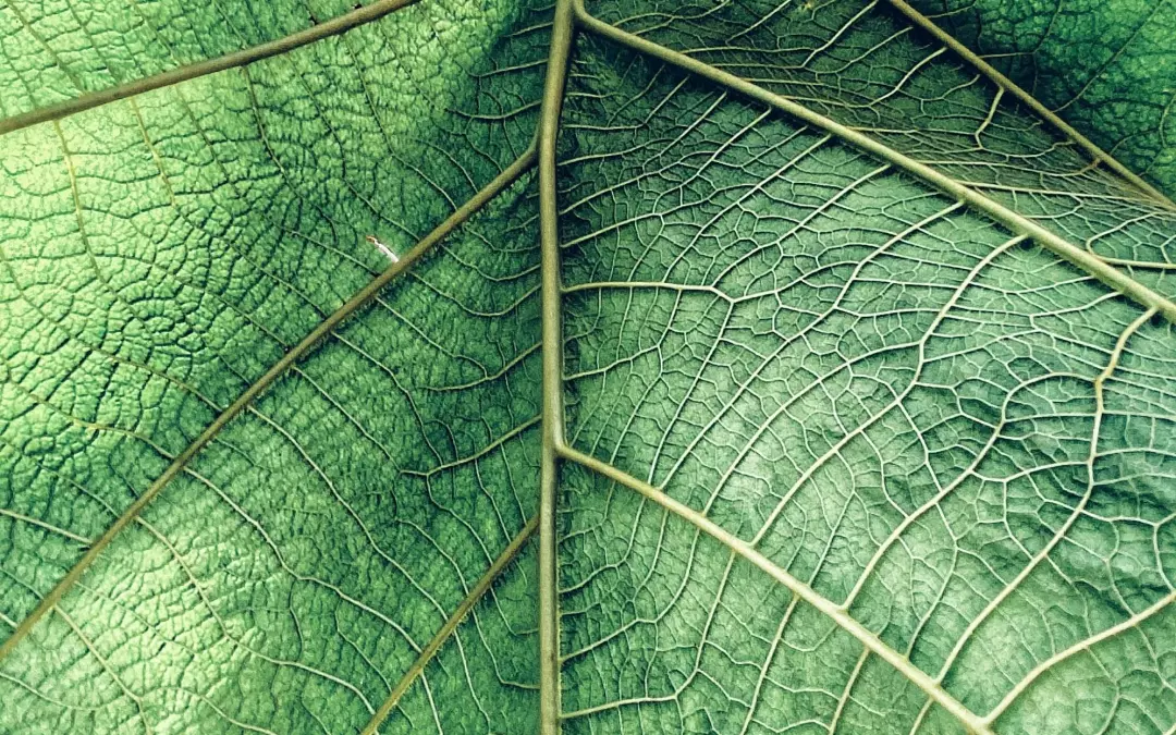 Krampfadern nat&uuml;rlich heilen: Effektive Methoden und Tipps